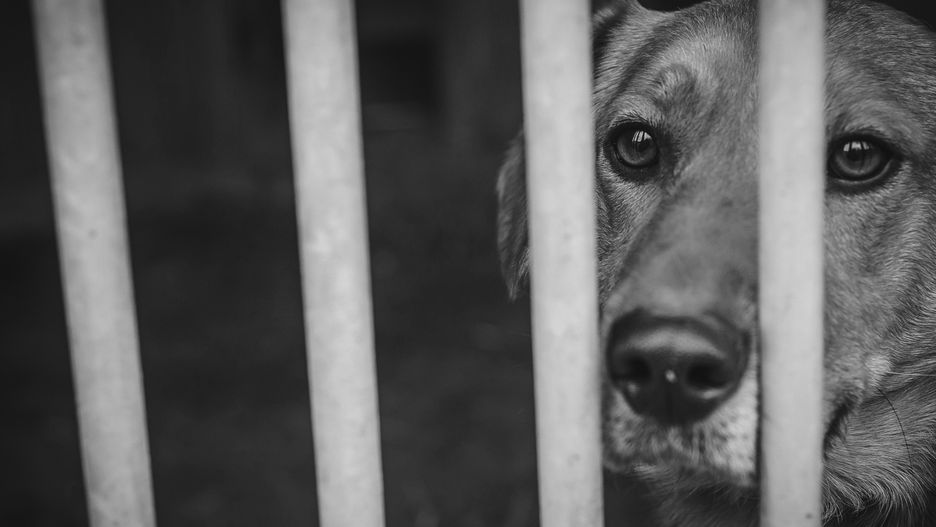 Schronisko dla Bezdomnych Zwierząt w Przyborówku. W pożarze jednego z budynków zginęły trzy czworonogi