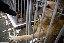 Warszawa. Radny PiS rozpętał burzę wokół schroniska "Na Paluchu". Minus 1,5 mln zł dla zwierząt? Jest deklaracja radnych KO