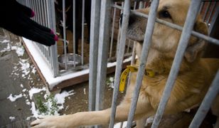 Warszawa. Radny PiS rozpętał burzę wokół schroniska "Na Paluchu". Minus 1,5 mln zł dla zwierząt? Jest deklaracja radnych KO