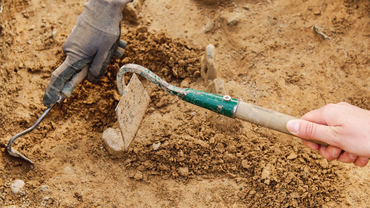 Nowe odkrycie w polskim lesie to "sensacja"