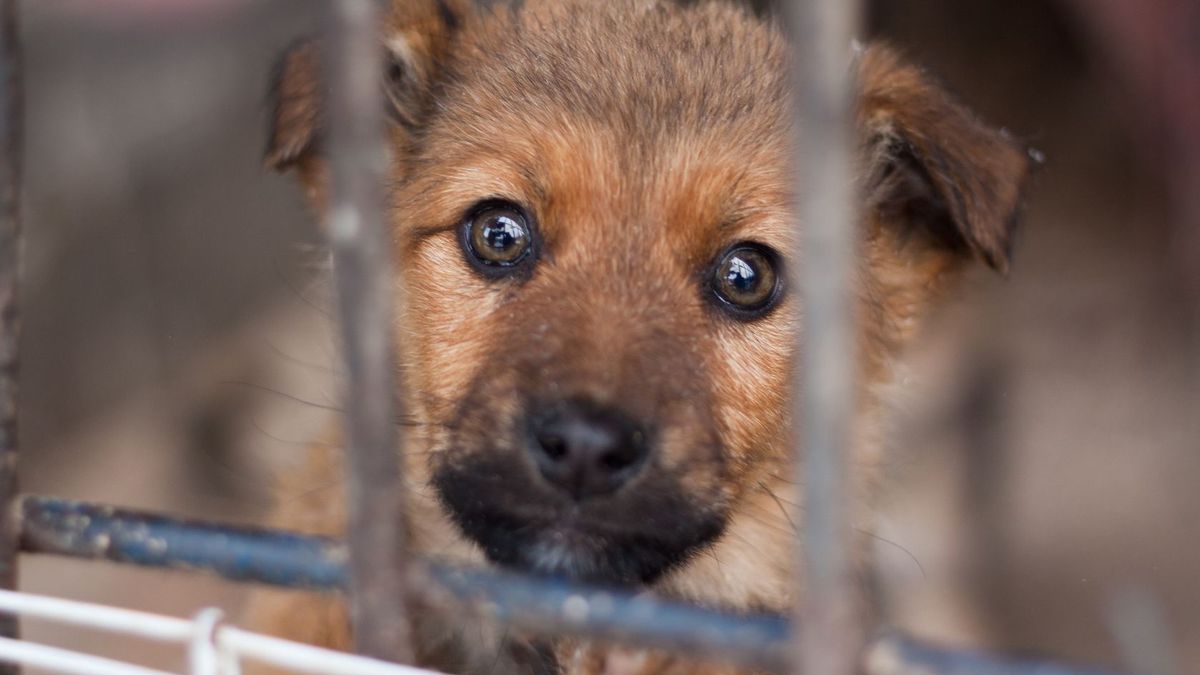 Los wielu bezdomnych zwierząt może zmienić nowa ustawa