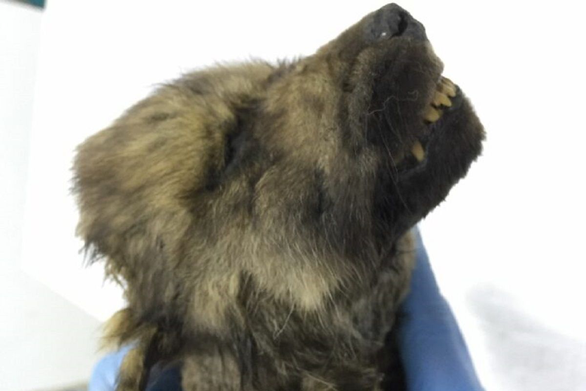 Syberia. Odnaleziono psa, który ma 18 tysięcy lat. To najstarszy pupil na świecie