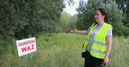 Żegnaj pytonie. Ekspert: wąż mógł odpłynąć Wisłą nawet 100 kilometrów