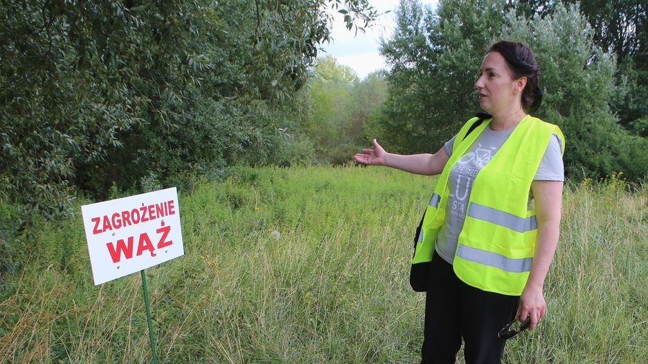 Ekspert: pyton mógł odpłynąć Wisłą nawet 100 o kilometrów