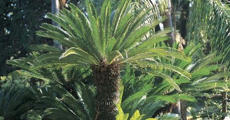 Zakwitły po raz pierwszy od 60 mln lat. To efekt zmian klimatycznych