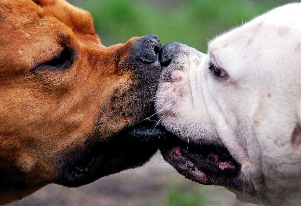 Psy o pocałunkach wiedzą wszystko. Sami się przekonajcie