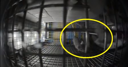 Myszy dziwnie zachowują się w kosmosie. NASA pokazuje wideo