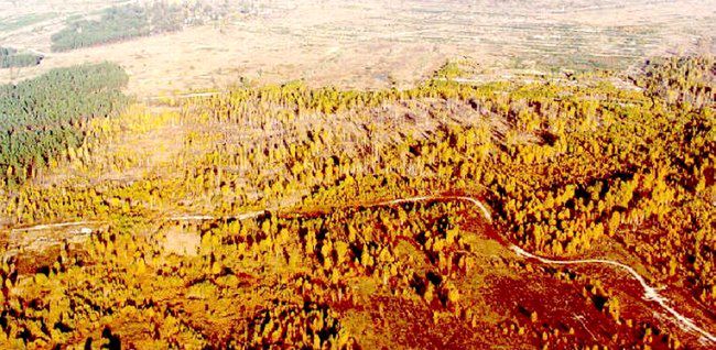 fot. wikipedia.org by Texas Tech University, licencja CC BY-SA 3.0 