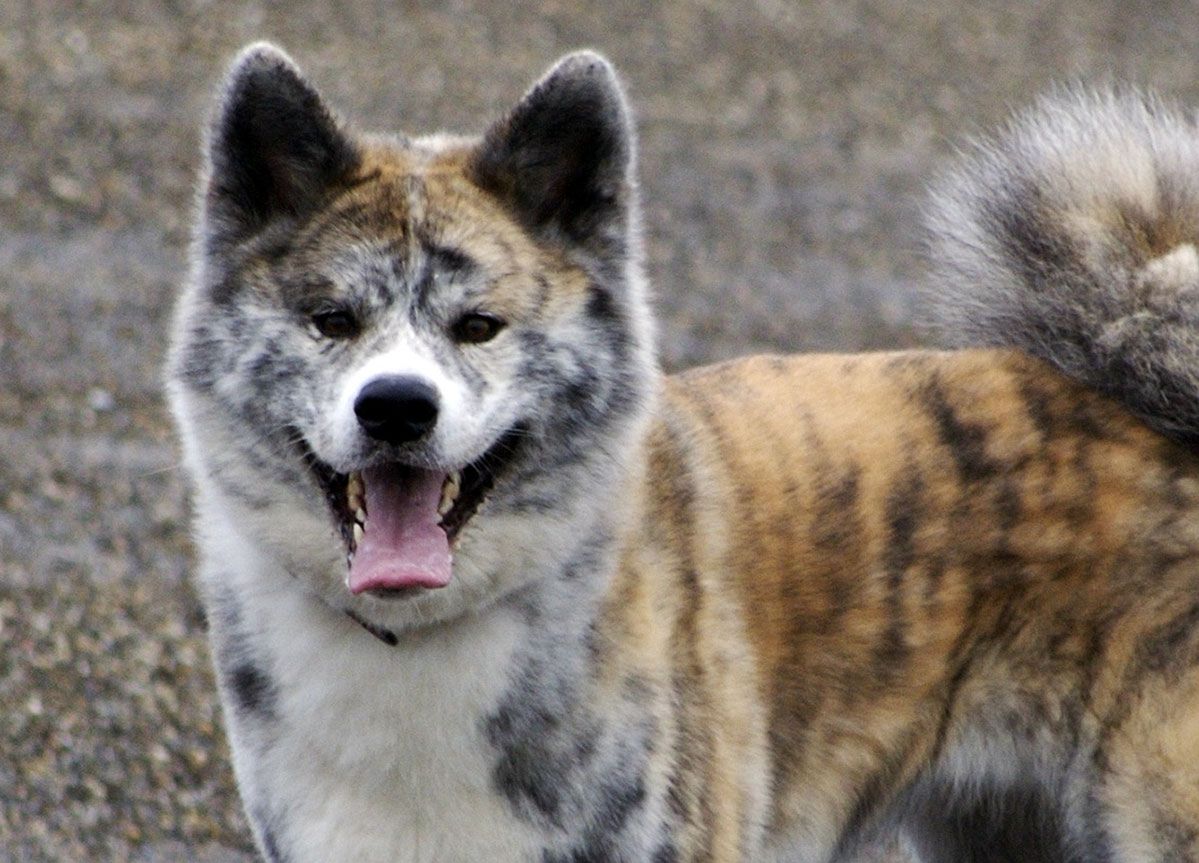 Akita rzuciła się na 8-latkę w Głownie. Pies pogryzł dziecku twarz