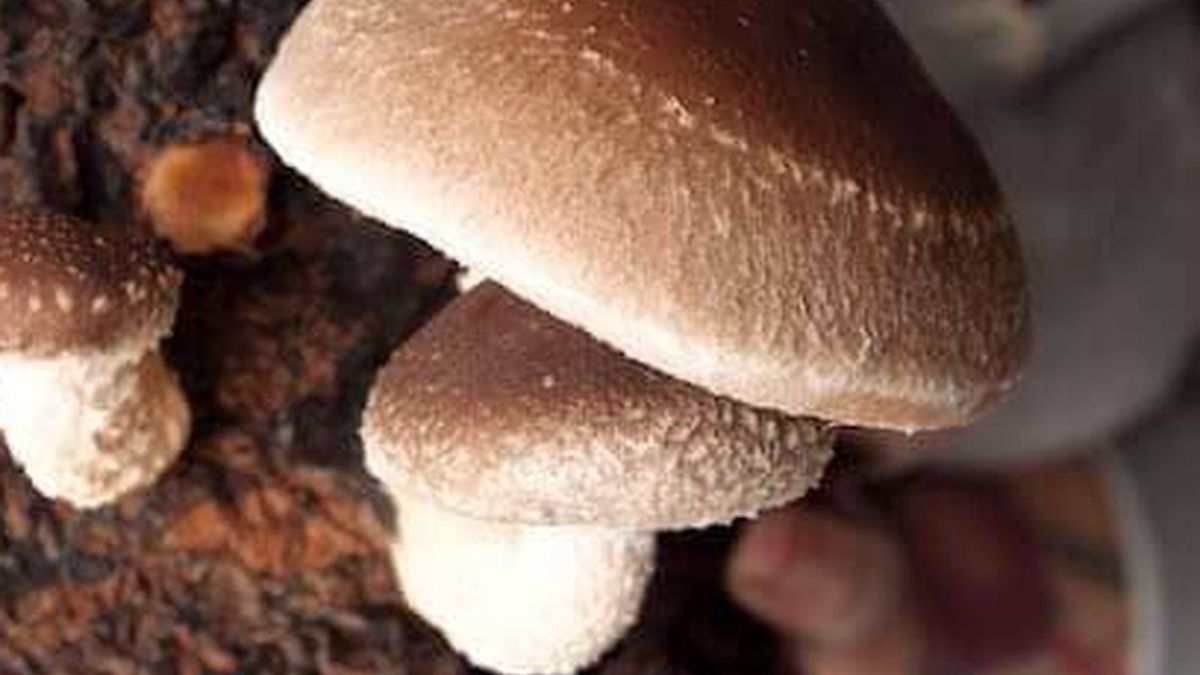 Wiosna to idealny czas, by rozpocząć uprawę shitake