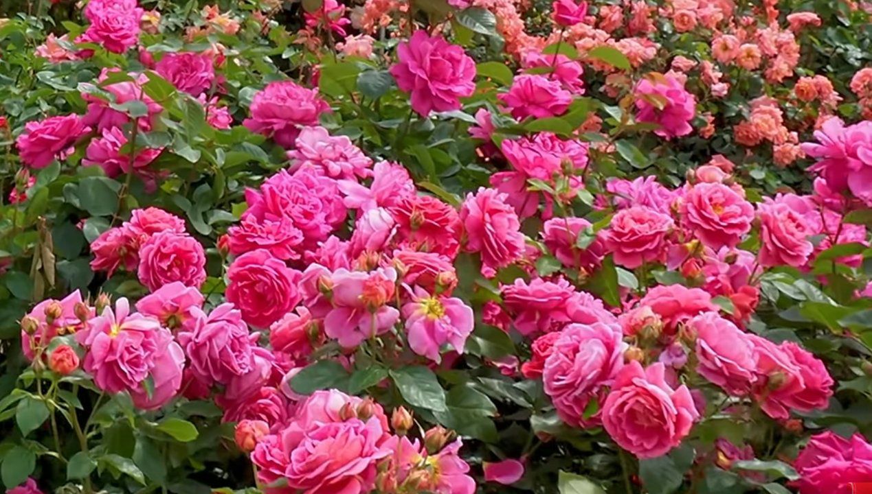 Róże nie chcą kwitnąć, fot. Youtube/JapanBackpackersXpress