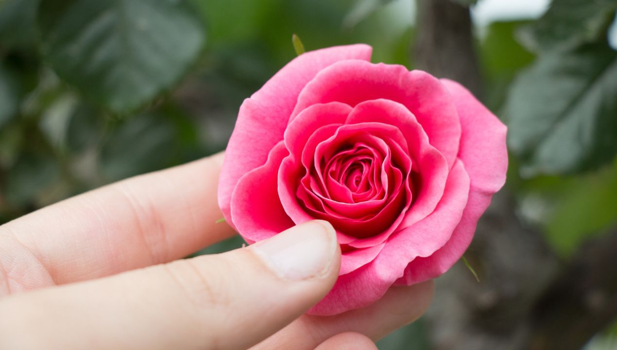 W tym miejscu w ogrodzie róże są mniej odporne na szkodniki i choroby