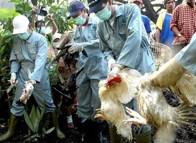 20. śmiertelna ofiara ptasiej grypy w Indonezji