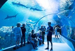 Oceanarium w Polsce. Sprawdź, gdzie można zobaczyć rekiny