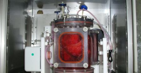 Naukowcy przeszczepili świni płuca wyhodowane w laboratorium