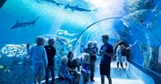 Oceanarium w Polsce. Sprawdź, gdzie można zobaczyć rekiny
