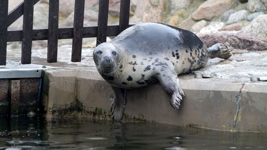 Rybacy się doigrali. Ruszyła akcja policji w sprawie zabijania fok