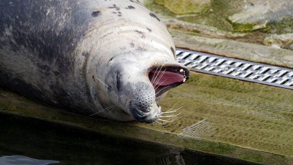 Konflikt w sprawie fok na Bałtyku wybucha na nowo.