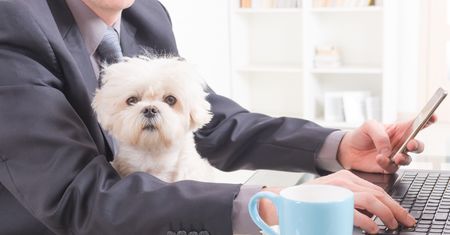 Zabierz ze sobą psa do biura. Schronisko w Bydgoszczy rozpoczęło niezwykłą akcję