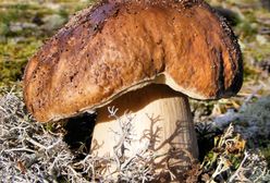 Nie znali umiaru. 1700 euro kary dla grzybiarzy