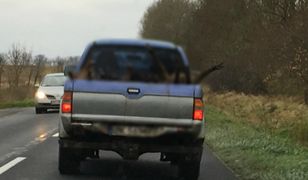 Wstrząsające nagranie. Jedzie, a przed nim auto z martwymi zwierzętami