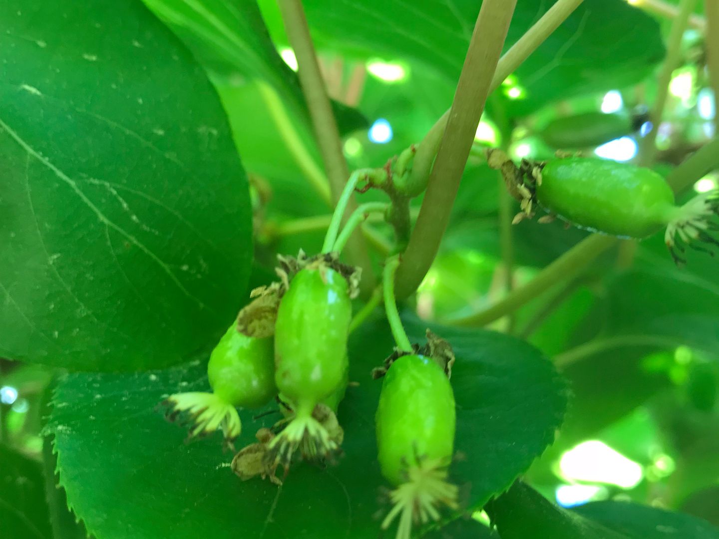 Mini kiwi wyhodowane na działce Marcina. Zdjęcie zrobione 09.06.2018