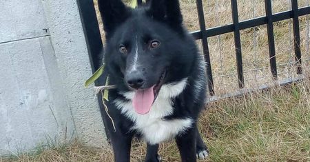 Awantura o adopcję psa Blackiego. Myśliwi chcą go wziąć do polowań. "To nie ludzie!"