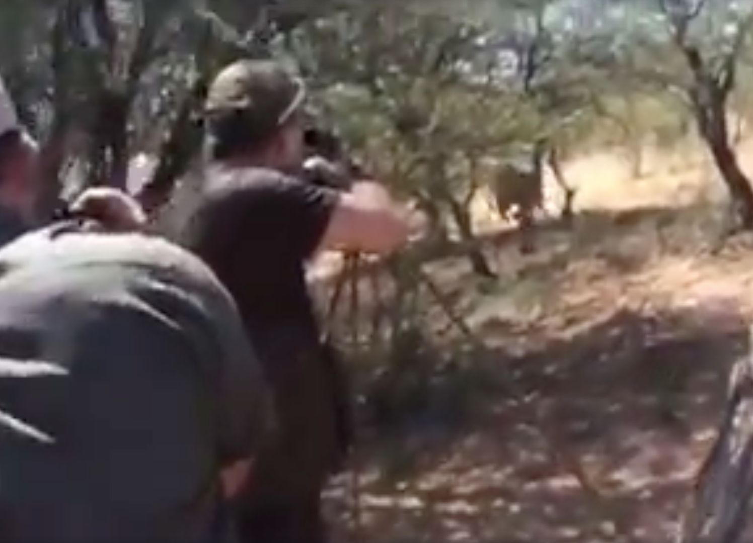 Szokujące wideo z polowania Polaków w Afryce. 7 strzałów w lwa, 1 w kolegę