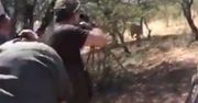 Szokujące wideo z polowania Polaków w Afryce. 7 strzałów w lwa, 1 w kolegę