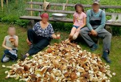 Dla takich grzybiarzy trzeba wprowadzić limity. Rodzina zebrała 100 kg prawdziwków