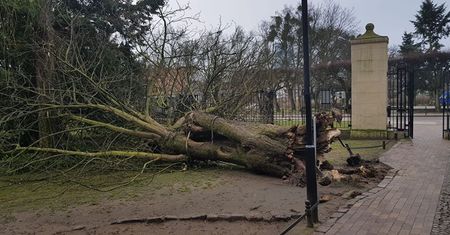 W Trójmieście szalała wichura. Runęło słynne drzewo w Parku Oliwskim