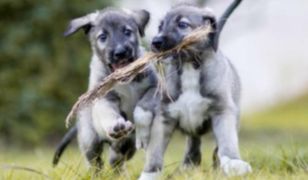 Potwierdzono narodziny psich bliźniąt jednojajowych