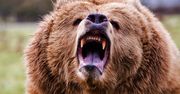 Niedźwiedź grizzly zaatakował Kanadyjczyka. Uratował go scyzoryk