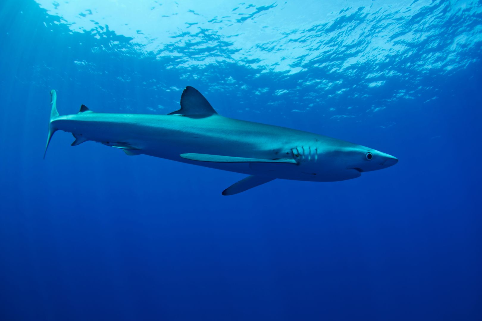 Żarłacz błękitny zaatakował u brzegów Ibizy. Ofiara w szpitalu