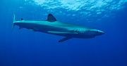 Żarłacz błękitny zaatakował u brzegów Ibizy. Ofiara w szpitalu