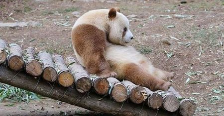 Ta panda jest szatynką. Jedyna taka na świecie