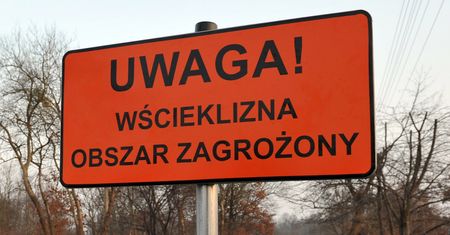 Wielkopolska. Zagrożenie epidemią wścieklizny. Znaleziono chorego nietoperza