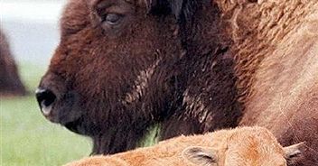 Około 150 bizonów z parku Yellowstone - do odstrzału