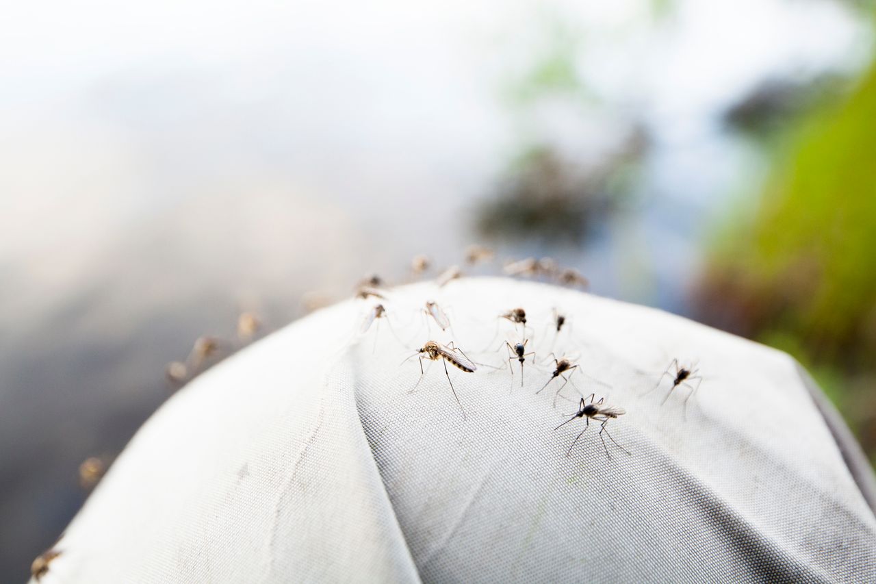 Jjaką grupę krwi komary lubią najbardziej, fot. gettyimages