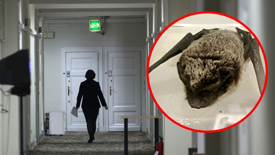 Warszawa. W hotelu sejmowym znaleziono żywego nietoperza