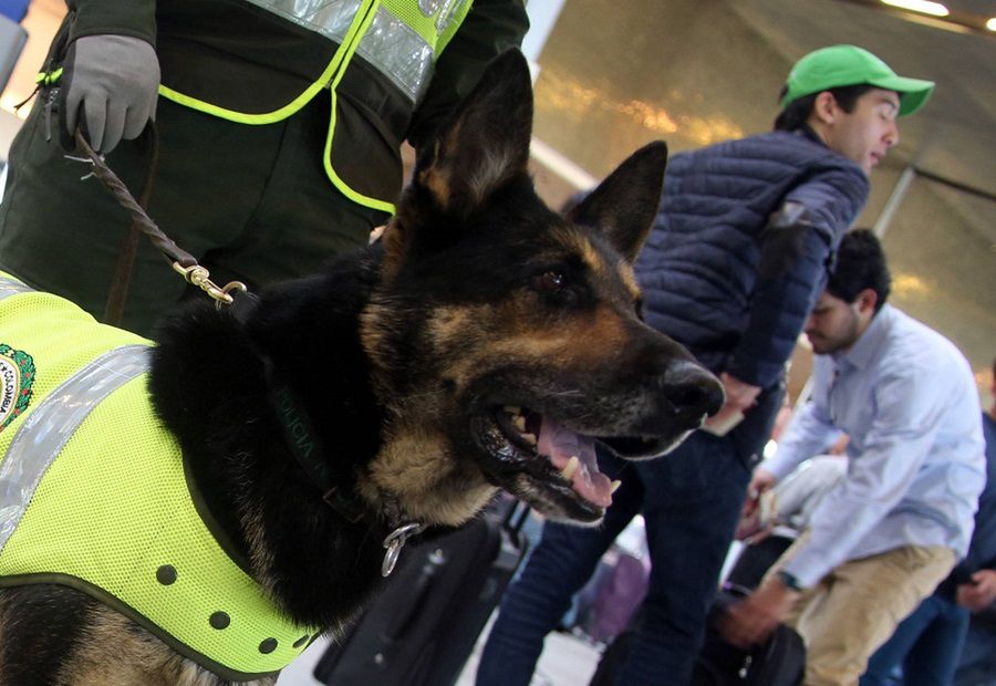 Pies dostał policyjną ochronę. Jest na celowniku kolumbijskiej mafii