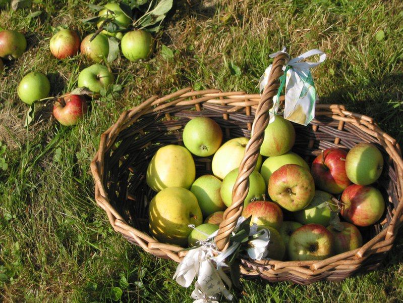 Żywność ekologiczna - jabłka 