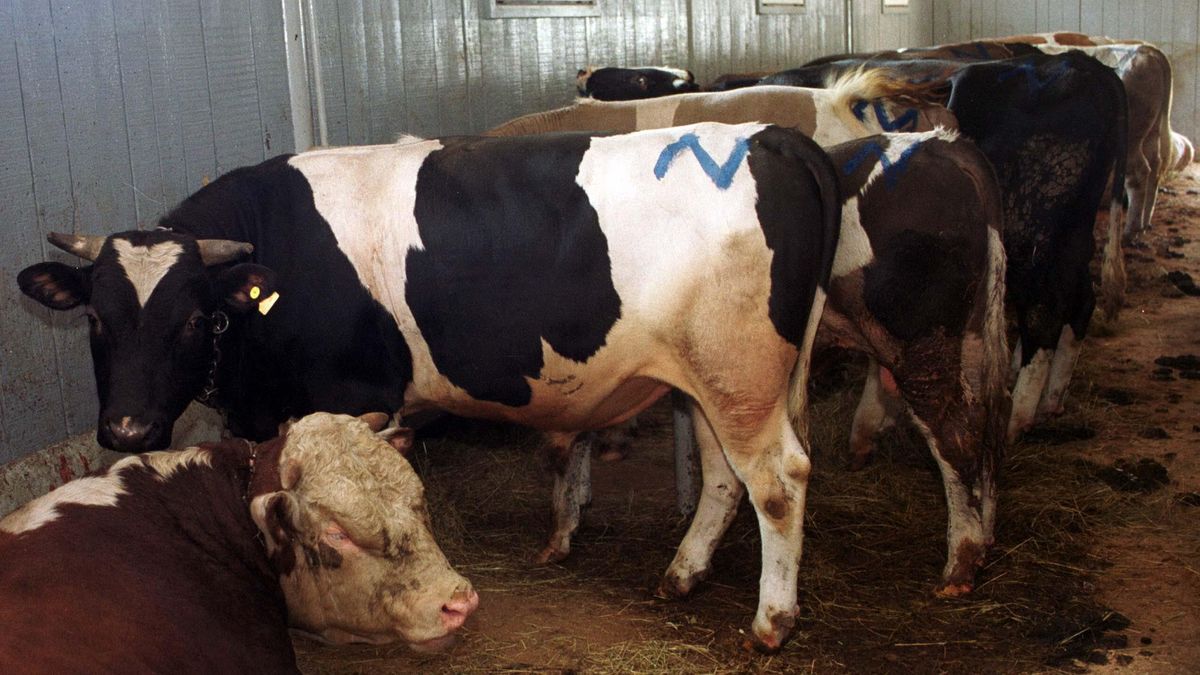 Na granicy Polski i Czech trwają kontrole weterynaryjne
