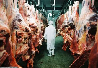 Ubój zwierząt pod okiem kamery. Zaostrzą przepisy po bulwersującym reportażu