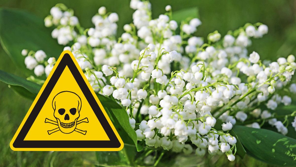 konwalia majowa fot. getty images/ canva