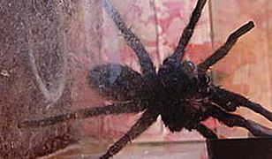 Siedemdziesiąt pająków w bydgoskim mieszkaniu