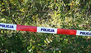 Makabryczne wydarzenie na Pomorzu. Znaleziono rozczłonkowane ciało, było pogryzione przez dziki