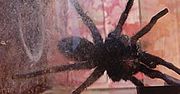 Siedemdziesiąt pająków w bydgoskim mieszkaniu