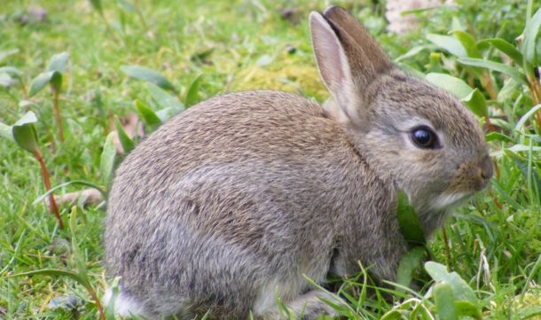 Z okazji Wielkanocy zamordowali tysiące królików