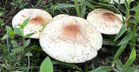 Ten trujący grzyb łudząco przypomina kanię. Decydujące są szczegóły